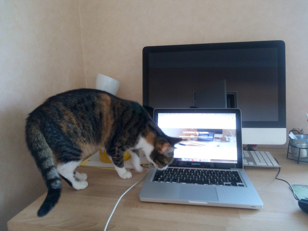Ganesh, le chat du bureau